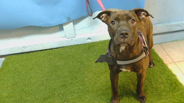 Shelter Stray Female Dog last seen , 216 W Victoria St, Gardena, CA 90248, USA