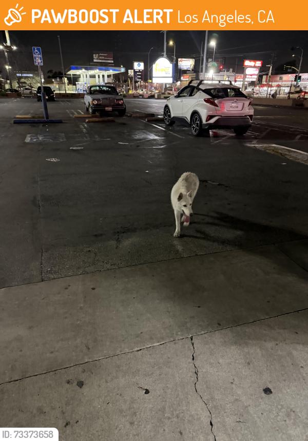 Found/Stray Unknown Dog last seen San Pedro st, Los Angeles, CA 90003