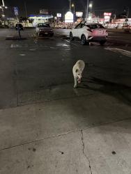 Found/Stray Unknown Dog last seen San Pedro st, Los Angeles, CA 90003