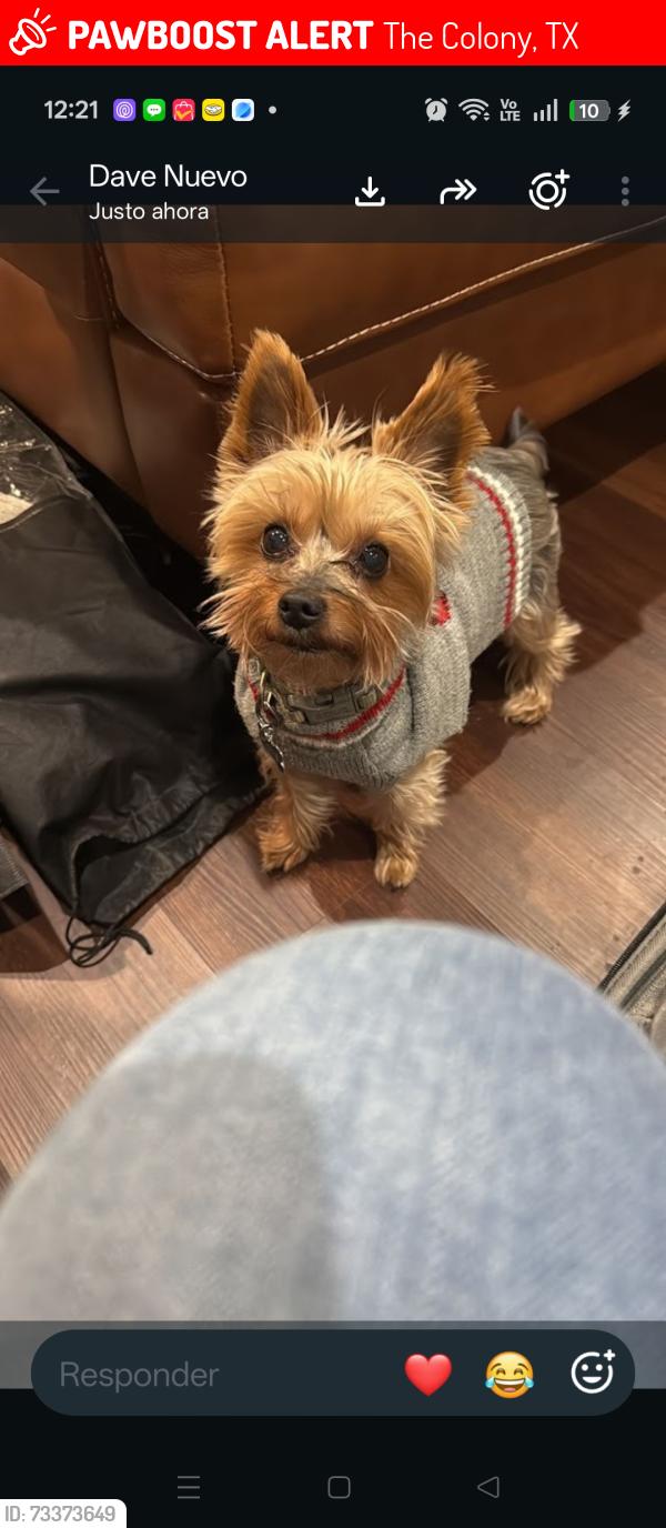 Lost Male Dog last seen Near 6005 apache drive, The Colony, TX 75056