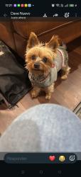 Lost Male Dog last seen Near 6005 apache drive, The Colony, TX 75056
