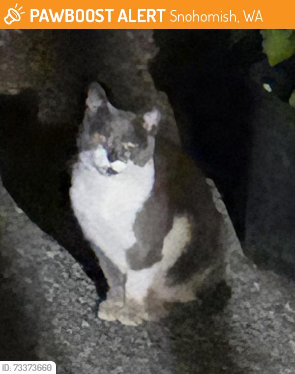 Found/Stray Male Cat last seen 83rd and 72nd, Snohomish, WA 98290
