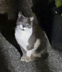Found/Stray Male Cat last seen 83rd and 72nd, Snohomish, WA 98290