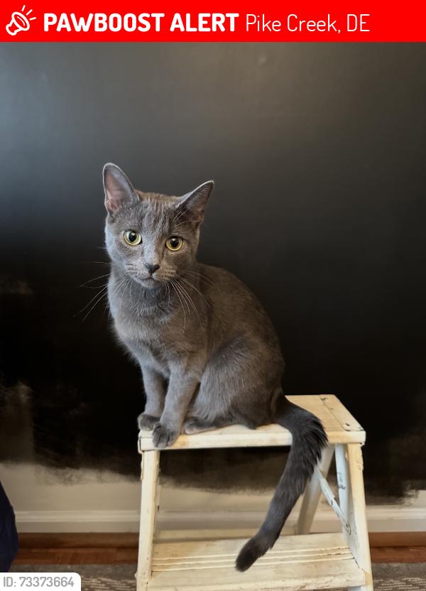 Lost Female Cat last seen Stockbridge drive, Pike Creek, DE 19707