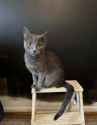 Lost Female Cat last seen Stockbridge drive, Pike Creek, DE 19707