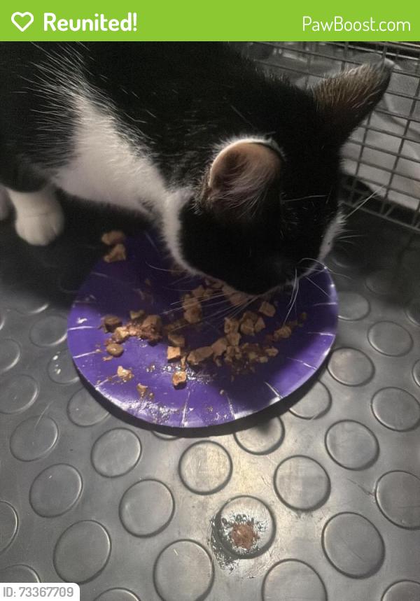 Reunited Male Cat last seen Woodmount and Oakland Drive, New Albany IN, New Albany, IN 47150