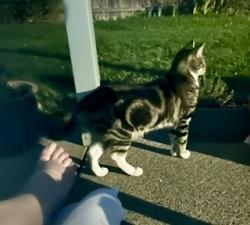 Found/Stray Unknown Cat last seen Diamond and Sarah Way, Medford, OR, Medford, OR 97501