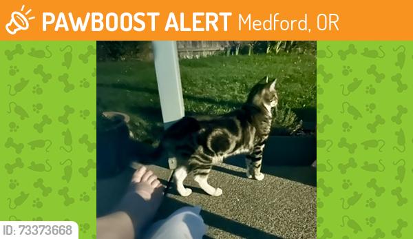 Found/Stray Unknown Cat last seen Diamond and Sarah Way, Medford, OR, Medford, OR 97501