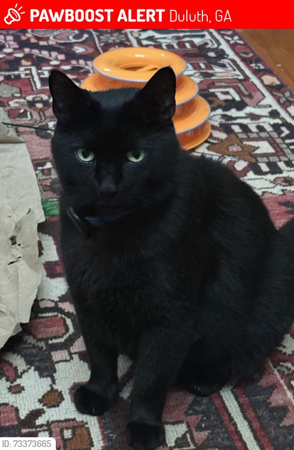 Lost Male Cat last seen Cardinal Lake subdivision, Duluth, GA 30096