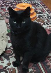 Lost Male Cat last seen Cardinal Lake subdivision, Duluth, GA 30096