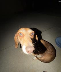 Reunited Female Dog last seen Near Chantry Dr, Moreno Valley, CA 92553, USA, Moreno Valley, CA 92553