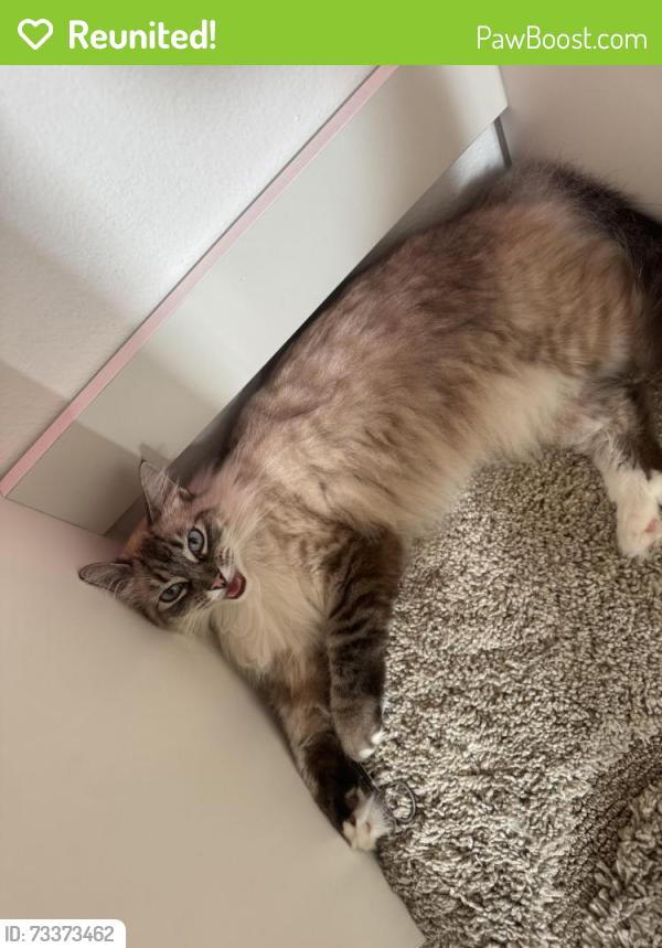 Reunited Female Cat last seen Beach and Garfield, Huntington Beach, CA 92708