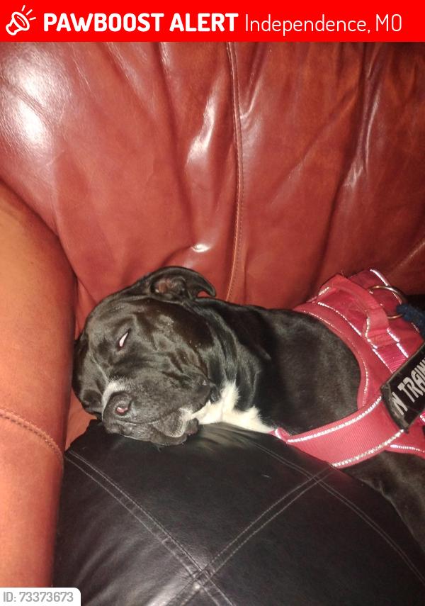 Lost Male Dog last seen Near highway, Independence, MO 64053