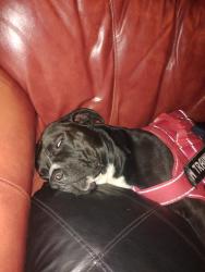 Lost Male Dog last seen Near highway, Independence, MO 64053