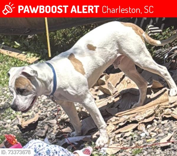 Lost Male Dog last seen Near Elm Rd, Charleston, SC 29414