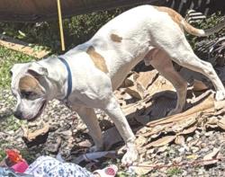 Lost Male Dog last seen Near Elm Rd, Charleston, SC 29414