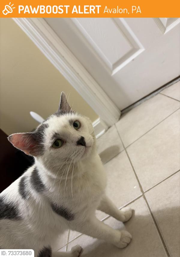 Found/Stray Male Cat last seen Borough of Avalon Police Department, Avalon, PA 15202