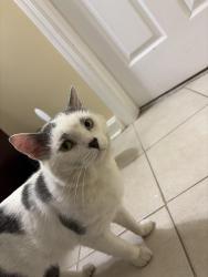 Found/Stray Male Cat last seen Borough of Avalon Police Department, Avalon, PA 15202