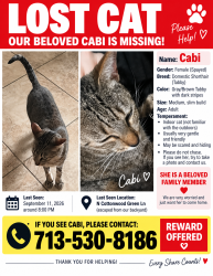 Lost Female Cat last seen N Cottonwood Green Ln, Houston, TX 77433