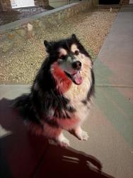 Found/Stray Male Dog last seen Hueco Valley & Hueco Cave, El Paso, TX 79938