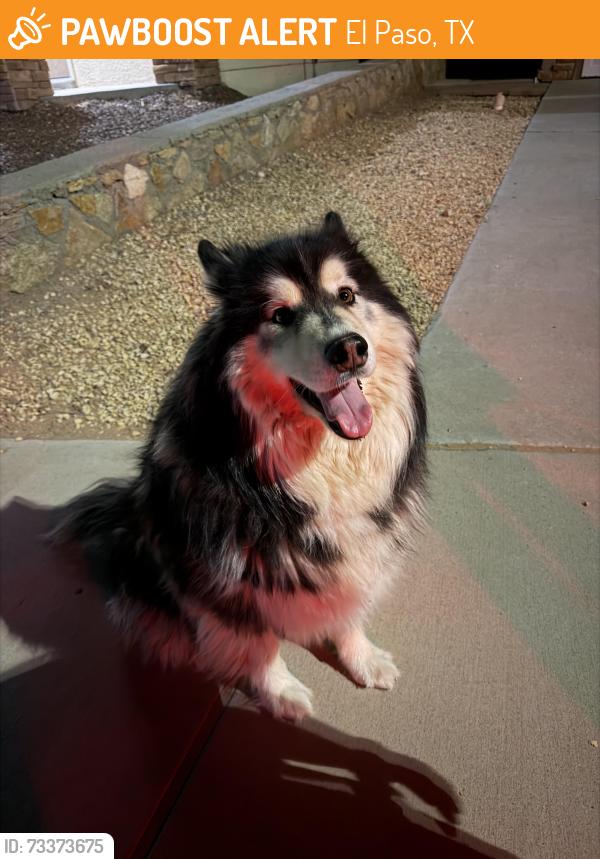 Found/Stray Male Dog last seen Hueco Valley & Hueco Cave, El Paso, TX 79938