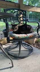 Lost Male Cat last seen East Holly Lane and Dream Center at Nelson Pools, Splendora, TX 77372