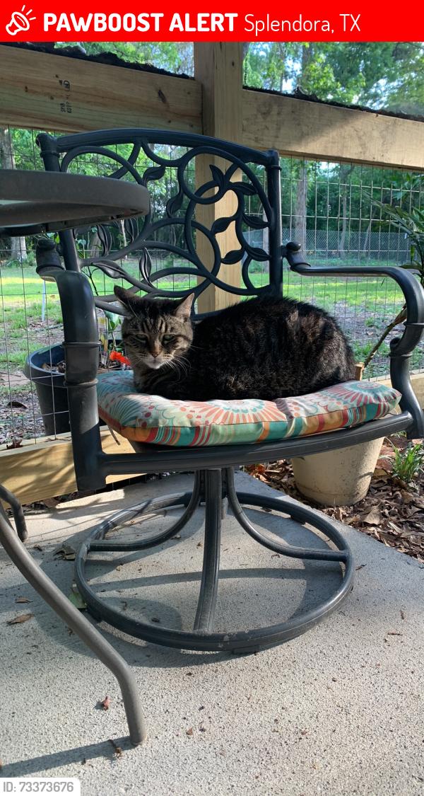 Lost Male Cat last seen East Holly Lane and Dream Center at Nelson Pools, Splendora, TX 77372