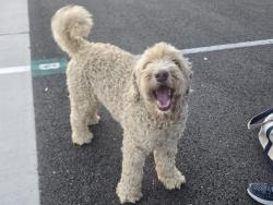 Found/Stray Male Dog last seen UCSD medical center by the trolley stop, San Diego, CA 92037