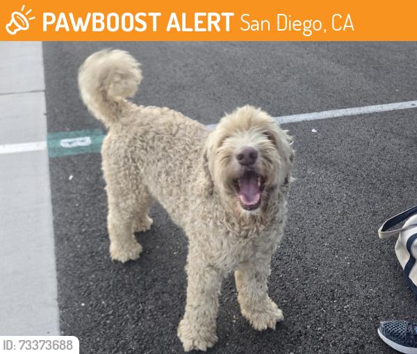 Found/Stray Male Dog last seen UCSD medical center by the trolley stop, San Diego, CA 92037