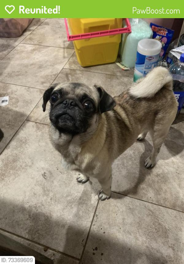 Reunited Male Dog last seen Mildred Dr and Branscomb Dr Corpus Christi Texas, Corpus Christi, TX 78411