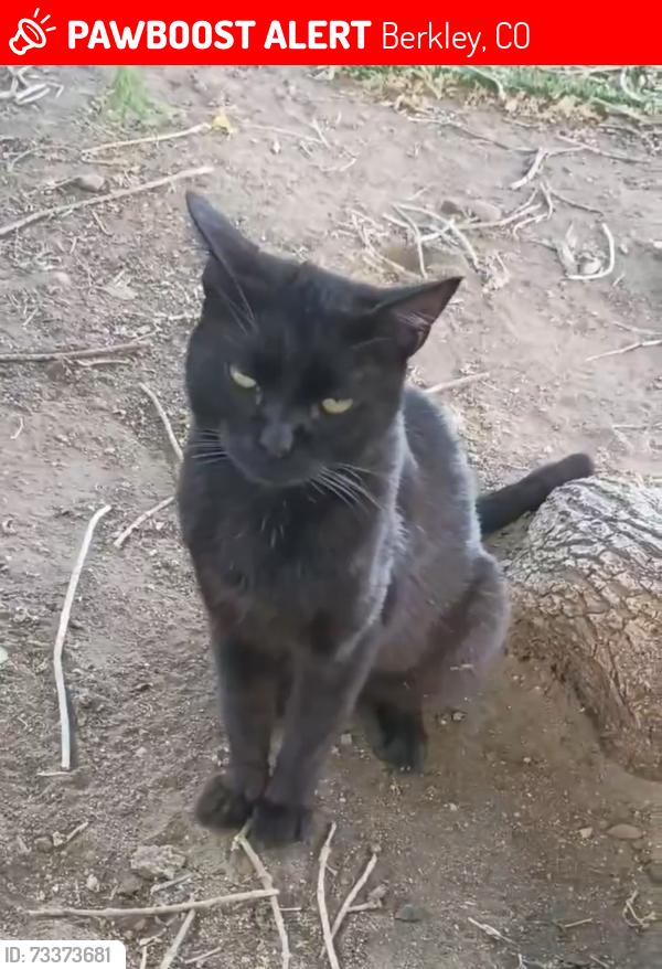 Lost Male Cat last seen 53rd & Tejon St, Denver, CO, Berkley, CO 80221