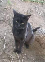 Lost Male Cat last seen 53rd & Tejon St, Denver, CO, Berkley, CO 80221