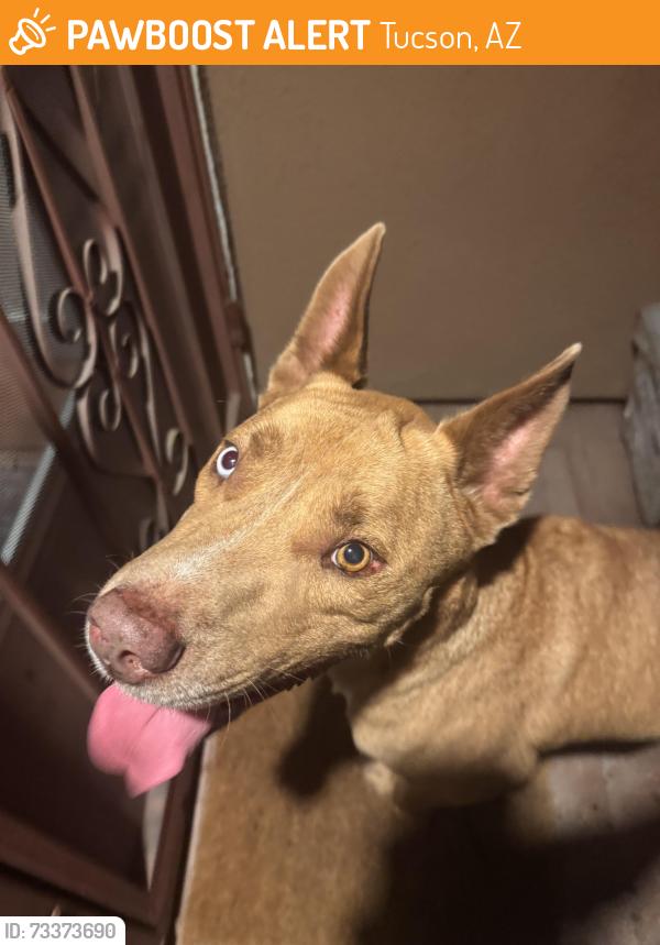 Found/Stray Male Dog last seen Pima st and dodge blvd, Tucson, AZ 85716