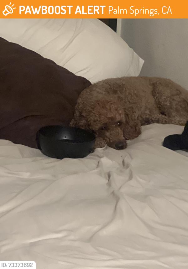 Found/Stray Unknown Dog last seen Avery, Palm Springs, CA 92264