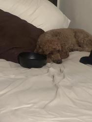 Found/Stray Unknown Dog last seen Avery, Palm Springs, CA 92264