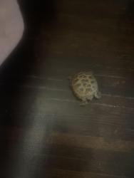 Lost Male Reptile last seen Redondo/,Edgewood near 12th, Los Angeles, CA 90016