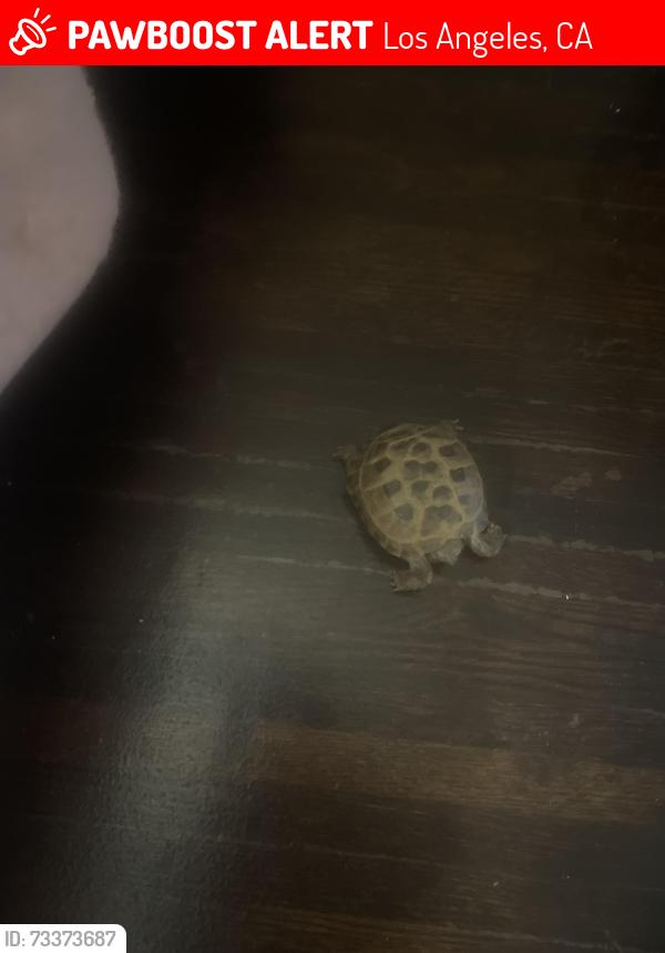 Lost Male Reptile last seen Redondo/,Edgewood near 12th, Los Angeles, CA 90016