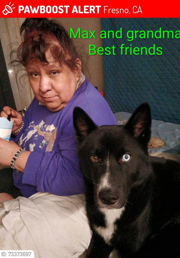 Lost Male Dog last seen Fresno 93728, Fresno, CA 93721