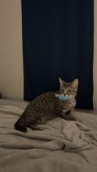 Lost Male Cat last seen Victory Lane, Rucker Road, and Patriot Drive, Junction City, KS 66441