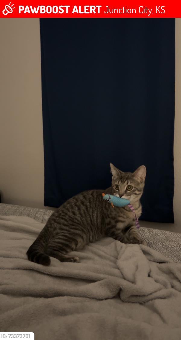 Lost Male Cat last seen Victory Lane, Rucker Road, and Patriot Drive, Junction City, KS 66441