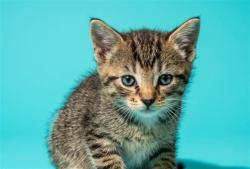 Shelter Stray Female Cat last seen ARLINGTON EXPRESSWAY AND UNIVERSITY BLVD, 2020 Forest St, Jacksonville, FL 32204, USA