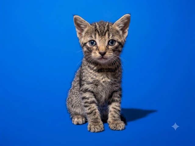 Shelter Stray Male Cat last seen ARLINGTON EXPRESSWAY AND UNIVERSITY BLVD, 2020 Forest St, Jacksonville, FL 32204, USA