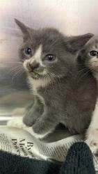 Shelter Stray Female Cat last seen PORTSMOUTH, 2020 Forest St, Jacksonville, FL 32204, USA
