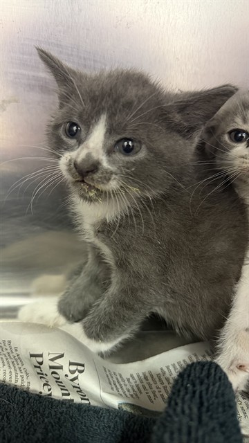 Shelter Stray Female Cat last seen PORTSMOUTH, 2020 Forest St, Jacksonville, FL 32204, USA