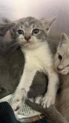 Shelter Stray Female Cat last seen PORTSMOUTH, 2020 Forest St, Jacksonville, FL 32204, USA