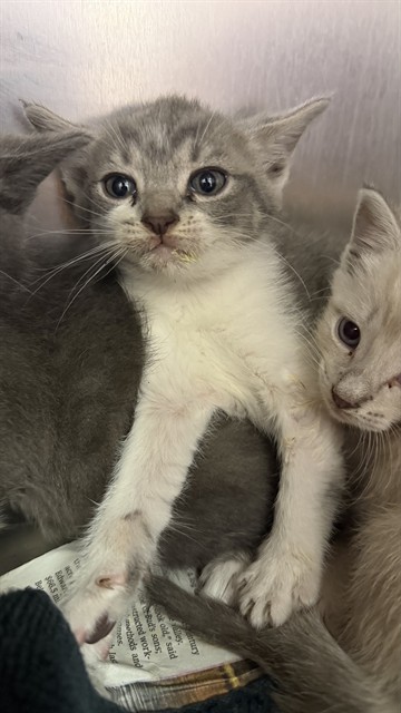 Shelter Stray Female Cat last seen PORTSMOUTH, 2020 Forest St, Jacksonville, FL 32204, USA
