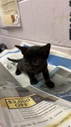 Shelter Stray Male Cat last seen NATURE VIEW LN, 2020 Forest St, Jacksonville, FL 32204, USA