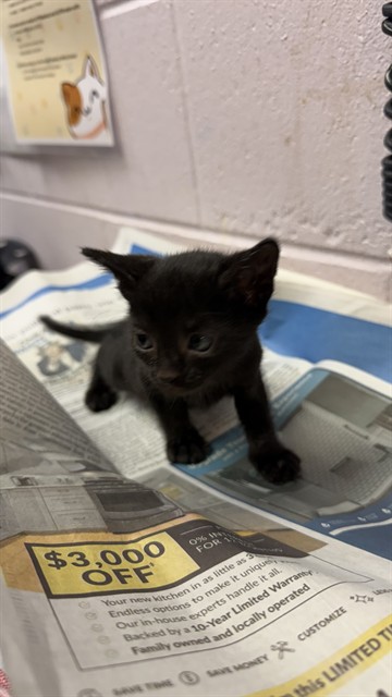 Shelter Stray Male Cat last seen NATURE VIEW LN, 2020 Forest St, Jacksonville, FL 32204, USA