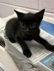 Shelter Stray Female Cat last seen NATURE VIEW LN, 2020 Forest St, Jacksonville, FL 32204, USA