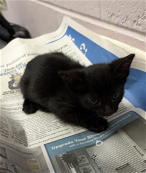 Shelter Stray Male Cat last seen NATURE VIEW LN, 2020 Forest St, Jacksonville, FL 32204, USA